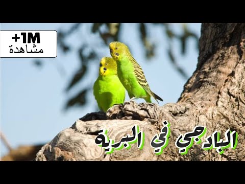 فيديو: كم من الوقت تعيش طيور الحب؟