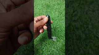 Custom Black Lure Build