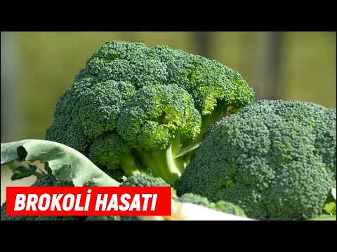 Brokoli Ne Zaman Yetişir - Brokoli Ne Zaman Toplanır - Hangi Ayda Yetişir