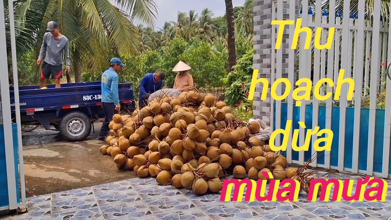 DỪA MÃ LAI DỄ DÀNG THU HOẠCH TRONG MÙA MƯA