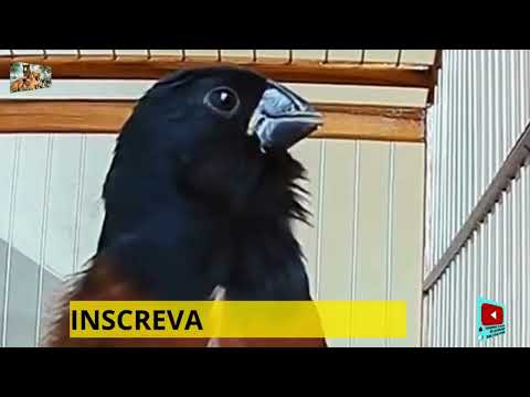 CURIÓ   ELE VAI CANTAR HOJE COM ESSE SOM DE CANTO CURIÓ CLÁSSICO