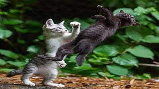 OMG So Cute Cats ♥ Best Funny Cat Videos 2021 #57