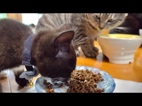 久々に平なお皿で子猫にご飯をあげてみると。。