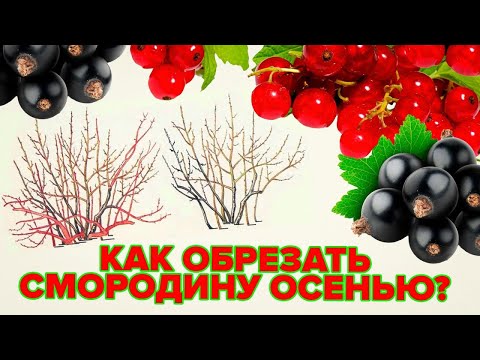 КАК ОБРЕЗАТЬ СМОРОДИНУ ОСЕНЬЮ? ОМОЛАЖИВАЮЩАЯ ОБРЕЗКА