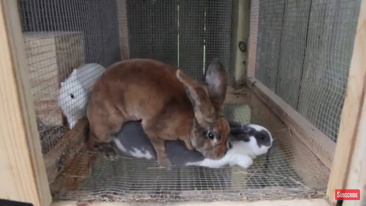 Breeding Like Rabbits | More Bunnies 