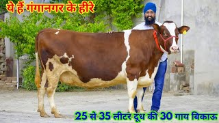 25 से 35 लीटर दूध की 30 गाय गुजरात के लिए। 75000 से दाम शुरू। Gill Dairy Farm Sri Ganganagar, RJ