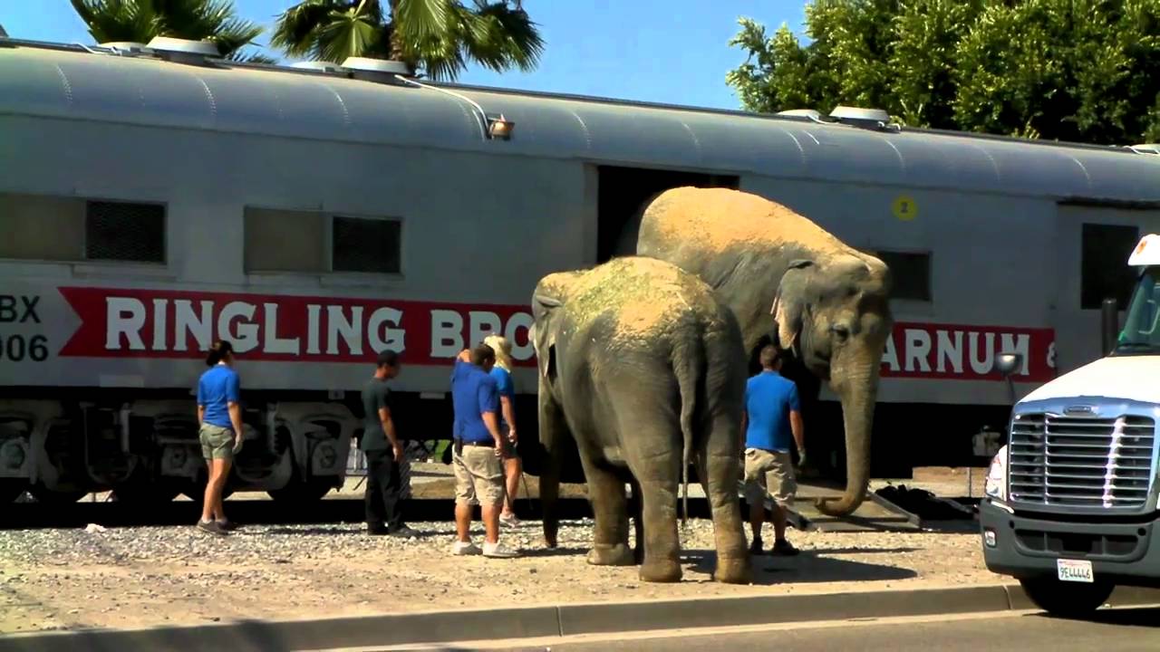 Chasing The Circus Train (3) Elephant Walk - 7/26/10 - YouTube.