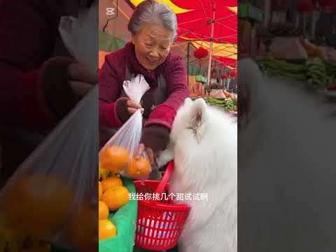 🐶  Samoyed The Grocery shopping Fluffy #theadventuroussamoyeddog