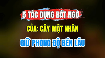 5 Tác Dụng Bất Ngờ Của Cây Mật Nhân – Bí Quyết Giữ Phong Độ Bền Lâu Cho Nam Giới Sau 30