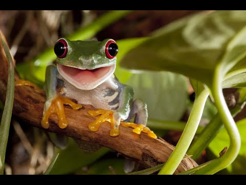 ЛЯГУШКИ ОРУТ! Очень смешное видео