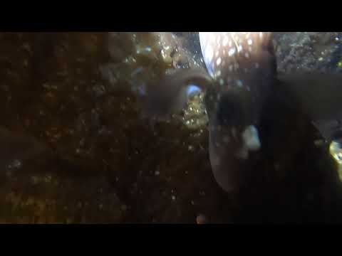 Ghost Shark’s Tenaculum