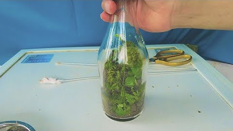 Làm tiểu cảnh mini trong bình rượu thủy tinh bỏ đi |Cường Green Officical