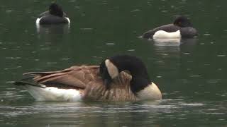 Canada Goose in the Rain