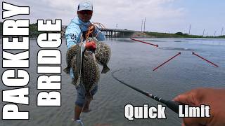 Quick Limit of Flounder ( Packery Bridge FIshing )