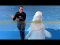 Ocean Discovery (Full Show) - Beluga Whales and Dolphins - SeaWorld San Antonio - March 3, 2023