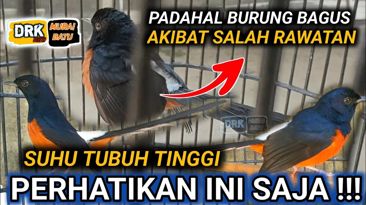 FULL- MURAI BATU FIGHTER JOS TAPI SUHU TUBUH TERLALU TINGGI CARA MERAWAT MURAI BATU