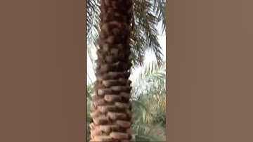 وَنَزَّلْنَا مِنَ السَّمَاءِ مَاءً مُبَارَكًا – تلاوة خاشعة