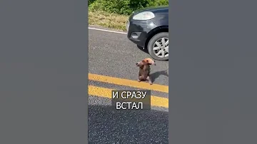 Муравьед вышел на дорогу и стал ЗВЕЗДОЙ
