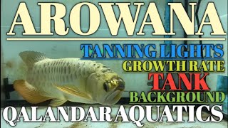 arowana tanning lights | tank background | growth rate | Qalandar aquatics | arowana fish | arowana screenshot 5