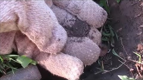 Metal Detecting tip - always check the hole twice!