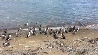 Birds fighting on the beach in Punta Arenas