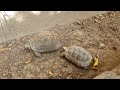 accouplement tortue 🐢🐢 تزاوج السلحفات