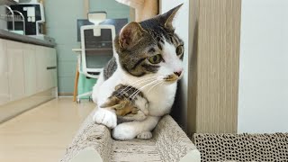 The Big Cat Tries to Protect the Rescued Kitten! │ Episode.60