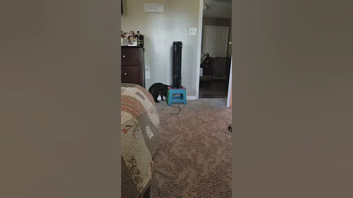 Our cat is hilarious