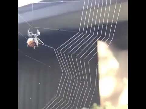 سبحان من خلق فأبدع سبحان الله