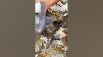 Có ai muốn cùng tôi đi tát nước bắt cá ngoài biển không? | Review bắt hải sản #shorts #sanbathaisan