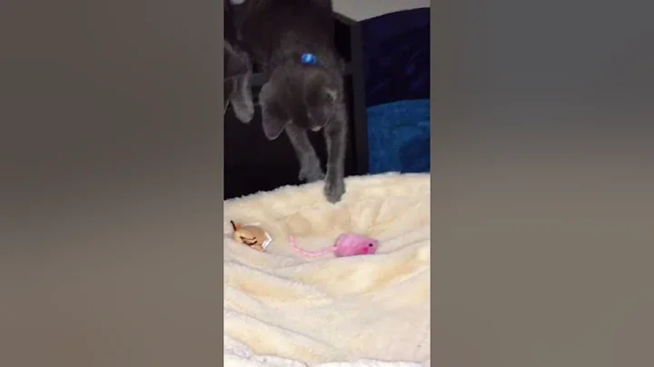 Video 2919671: manx kitten, baby manx, kitten fish