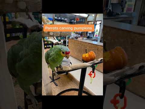 Parrots carving pumpkins 🎃. Red Lored Amazon Parrot 🦜 #pet