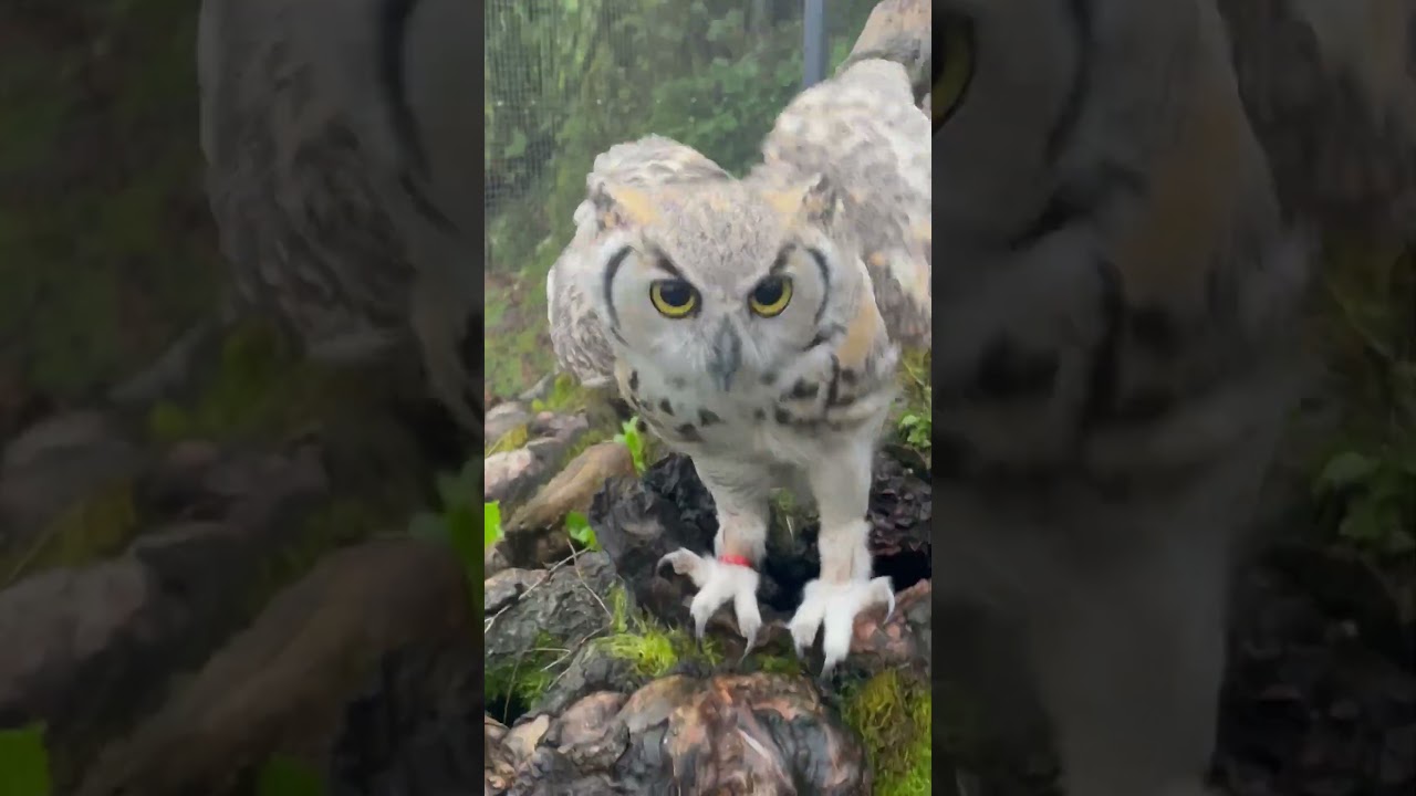 Happy Owl Hoots In Delight When He Sees Food!