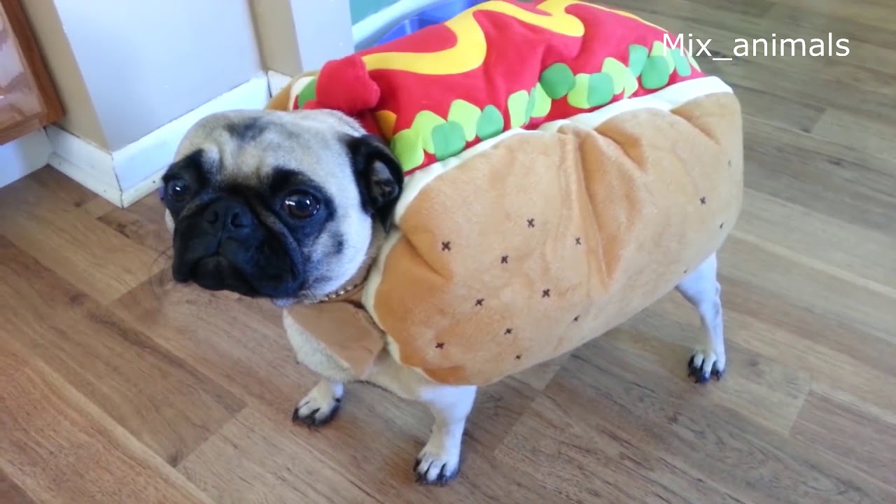 The best of funny dogs and cats 2021 - YouTube