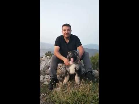 Video: Kafkas Çoban Köpek Yavrusu Nasıl Beslenir