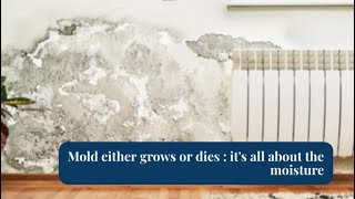 Understanding Mold Growth: The Importance of Humidity and Material Surfaces