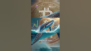 Cá voi đang đánh cược 40X vào cú rớt, ai đủ gan đứng ngược chiều?