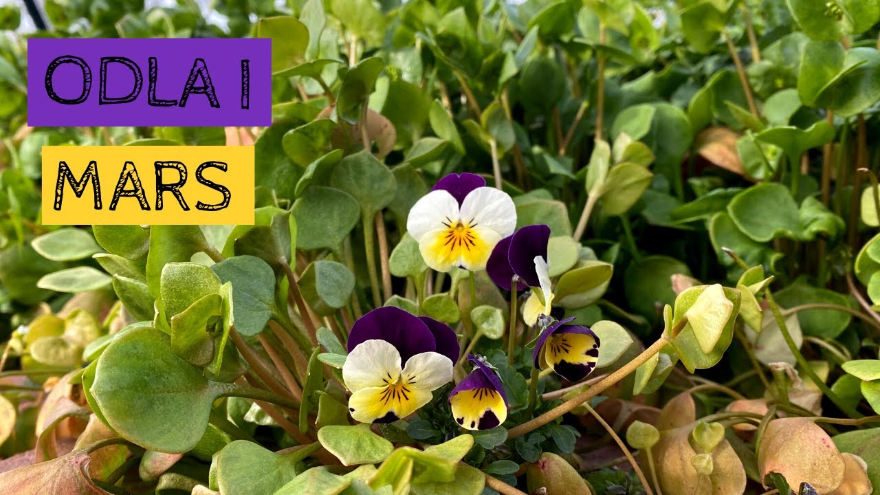 Odla i mars - det växer i odlingskällaren, vitlöken har tittat upp och mycket ordnas i trädgården