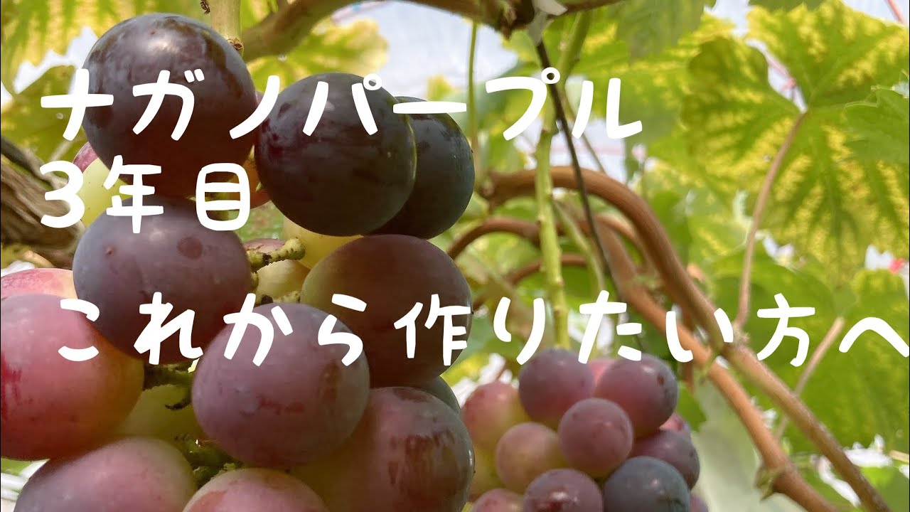 ナガノパープル三年目　2022年7月23日