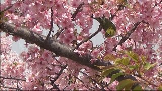 東京・平井　旧中川沿いの河津桜が満開