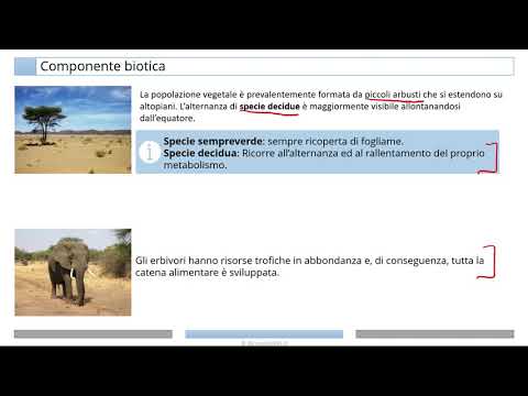 Video: Qual è il clima della savana tropicale?