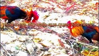 mp3 suab dib qaib qus quas zoo tshaj plaws li