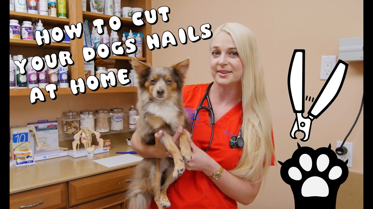 How to Cut your Dogs Nails at Home YouTube