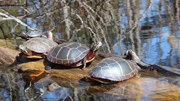 Nature Moments: Color and Communication in Turtles