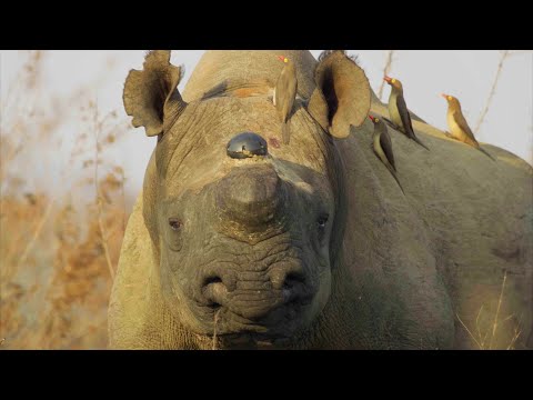 Video: Rhinoceros horn is the reason for its extermination