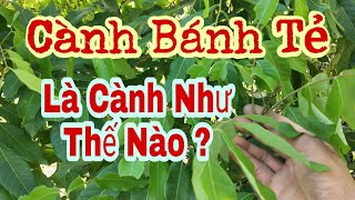 CÀNH BÁNH TẺ LÀ GÌ, CÁCH TRỒNG VÀ ỨNG DỤNG THỰC TẾ, KINH NGHIỆM NHÂN GIỐNG HOA HỒNG TA TRONG DÂN GIAN