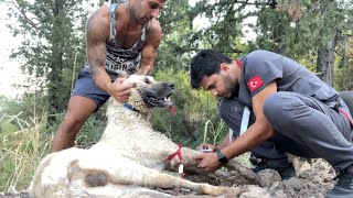 HIS DOGS WERE KILLED BUT HE DID NOT GIVE UP! MIGRATION FOR KANGAL DOGS FROM AUSTRALIA TO THE VILLAGE by Birol Başyiğit 328,373 views 3 months ago 45 minutes
