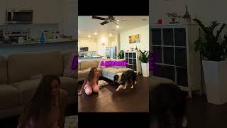 Un Chien Sauve Une Fille D’une Crise Dans Le Salon ! 🐶❤️‍ #shorts