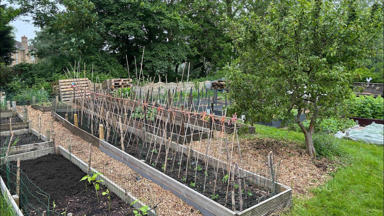 New long raised allotment bed full of peas - YouTube