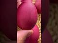Most Unique Eggs in the world #shorts #ytshorts #uniqueeggs #viral